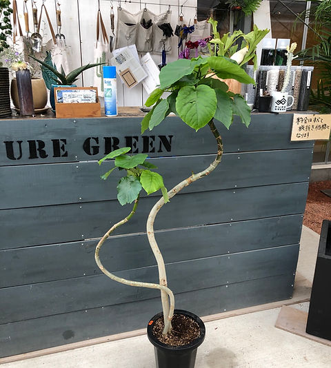 フィカスウンベラータ 8号 曲がり ☆ | puregreen