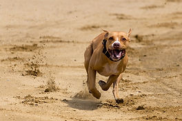 dog-3480114_960_720.jpg