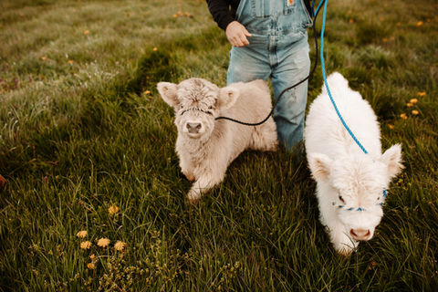 Micro Mini Highland Calf Breeding