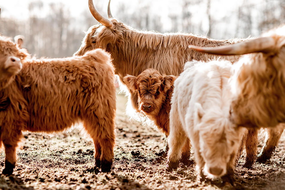 Miniature Highland Cows - Rocking L Ranch