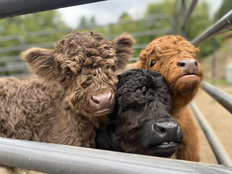 Micro Mini Highland Calf Breeding