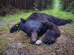 Black Bear Hunting