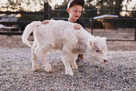 Micro Mini Highland Calf Breeding