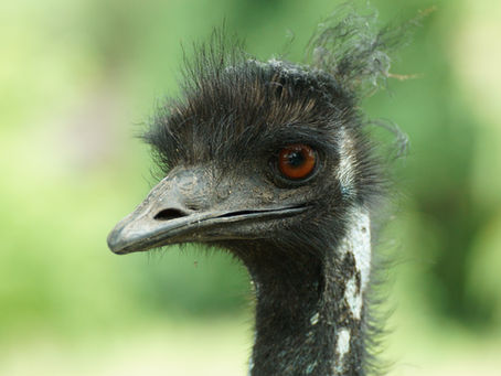 Brockswood Lesson: Emus