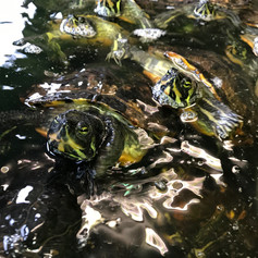 Turtles