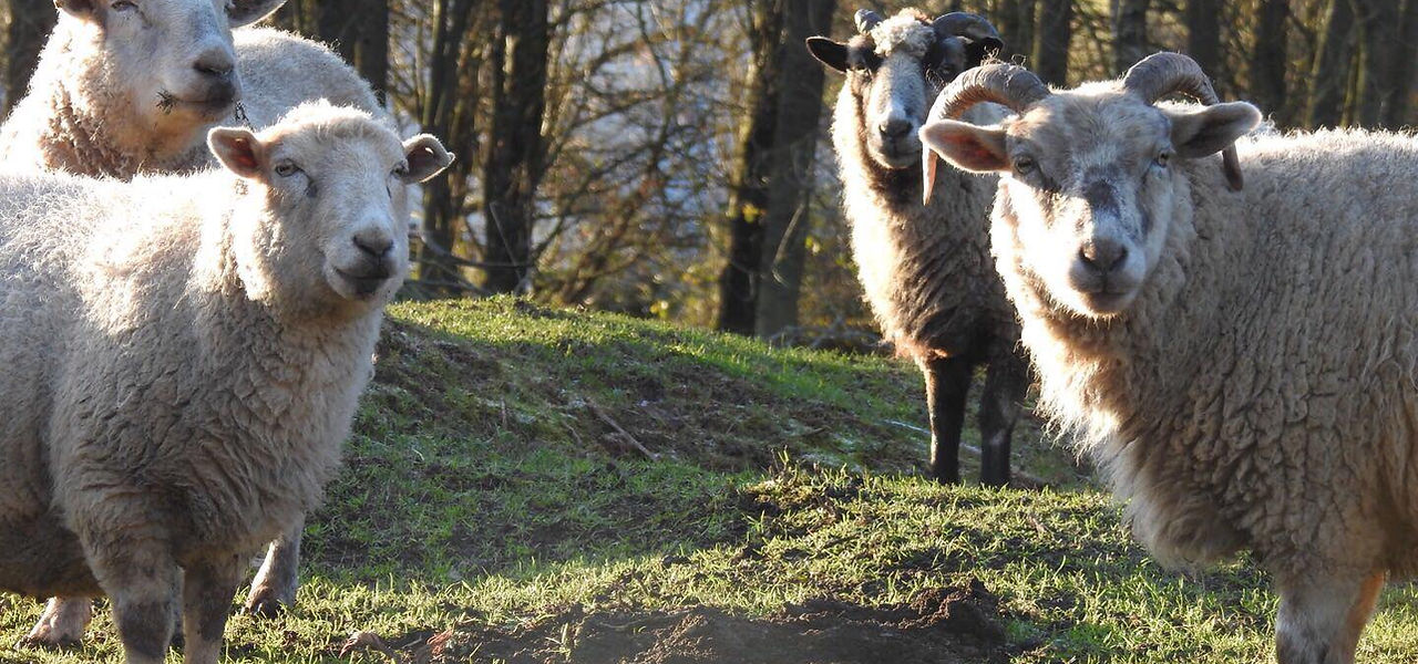 Sheep