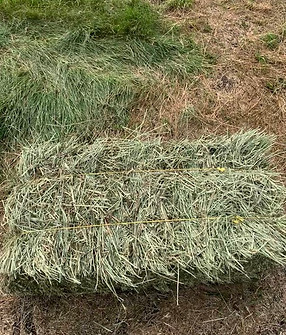 small square bales.jpg
