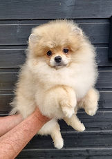 chase01_edited.jpg