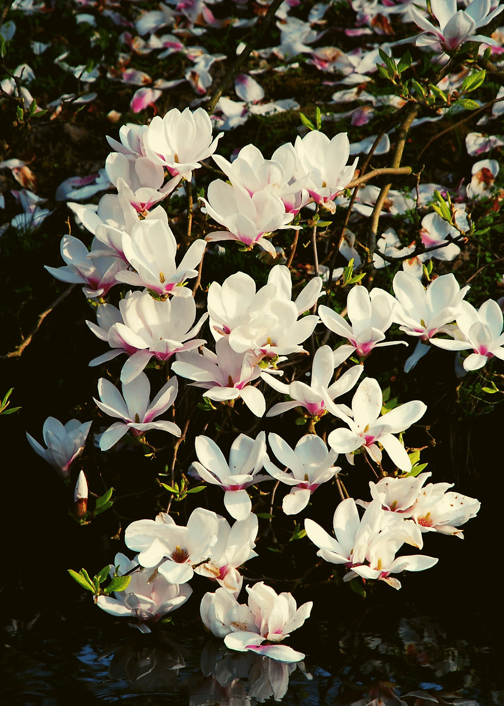 white and pink magnolia blooms touching a pond surface