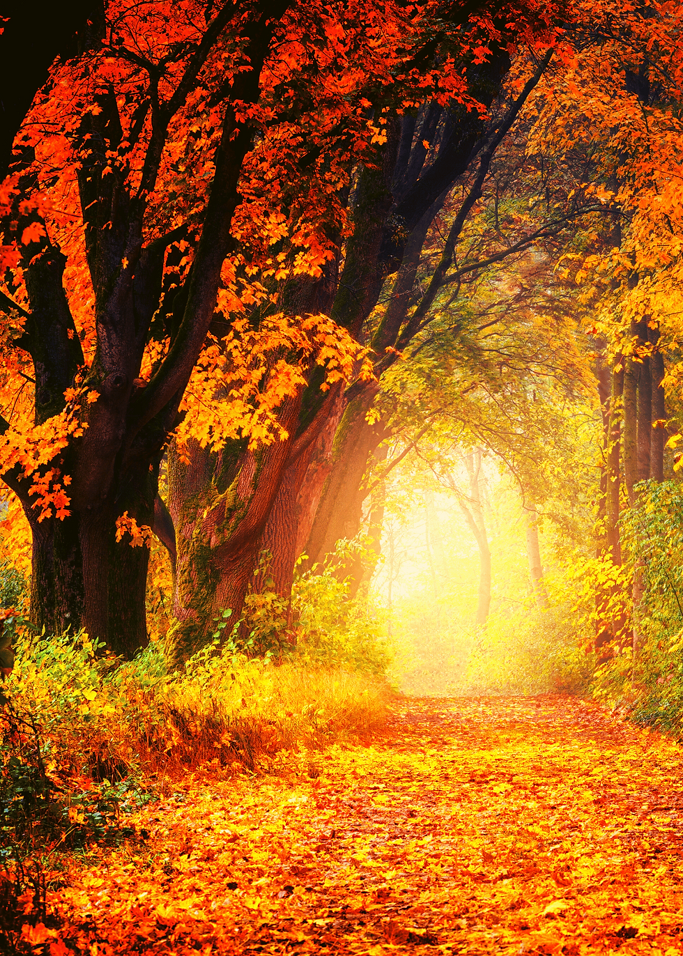 orange and yellow maple trees in fall lining a path with a glow at the end of the tunnel