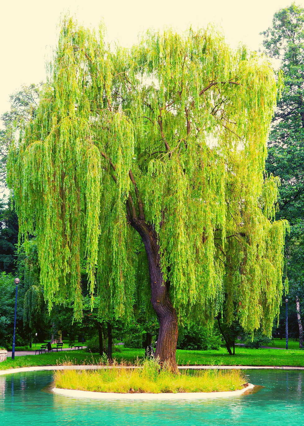 willow tree surrounded by water