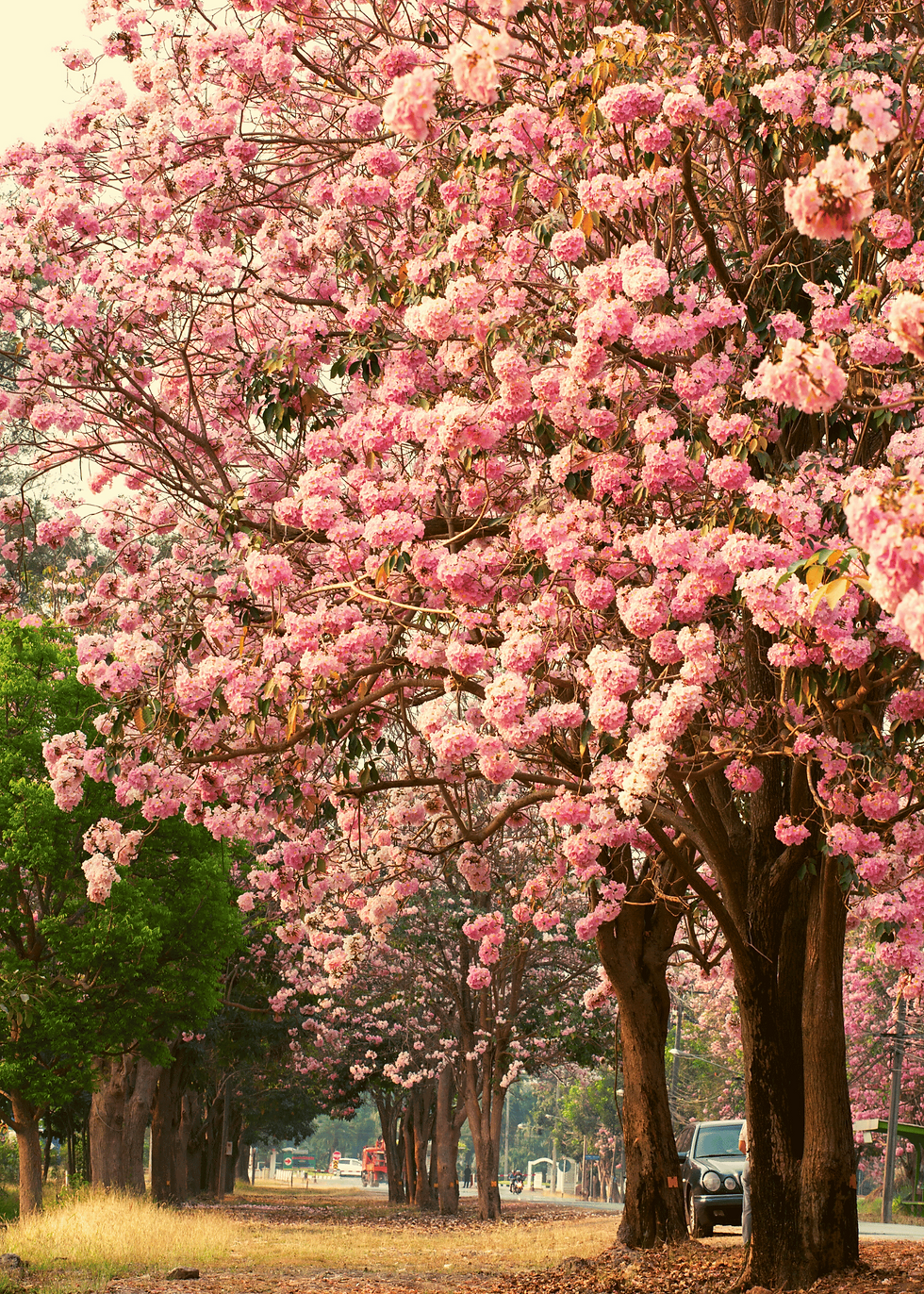 bright pink cherry blossom trees along a road