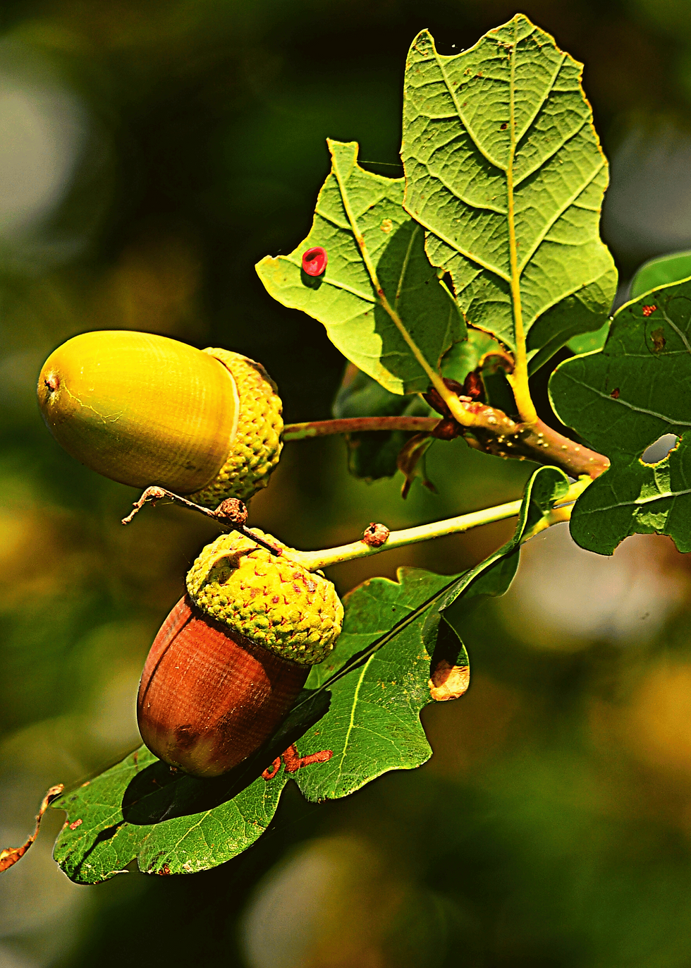 Oak leaf with acorns