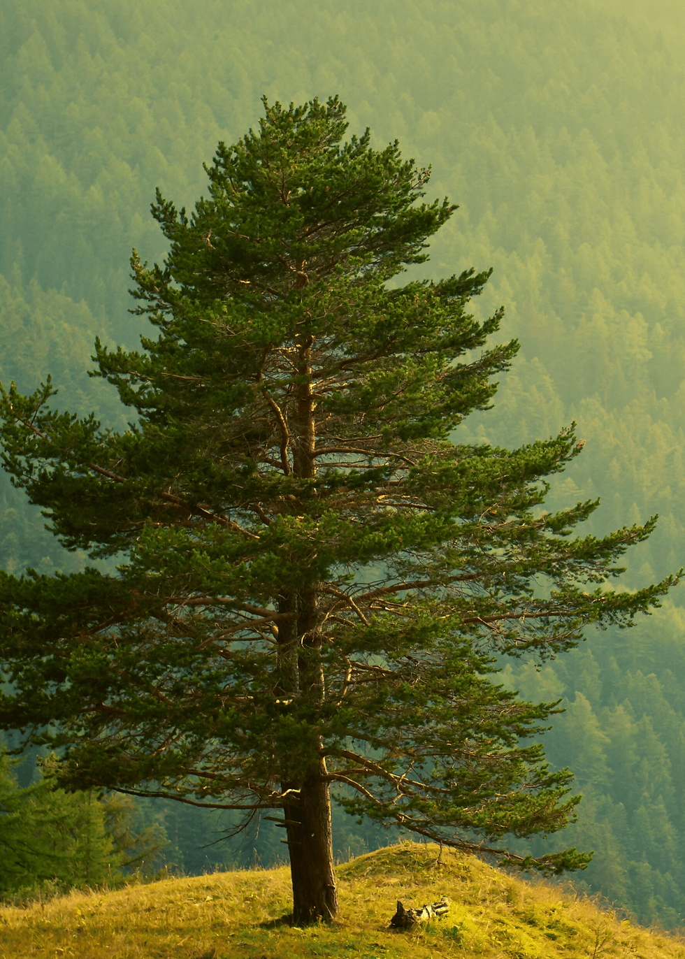 a pine tree on a hill overlooking a forest