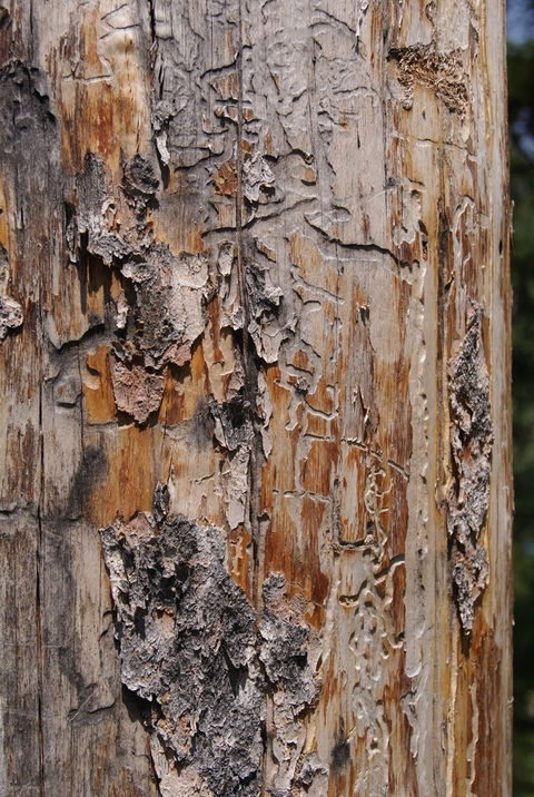 The Bark of Yellowstone, Wyoming