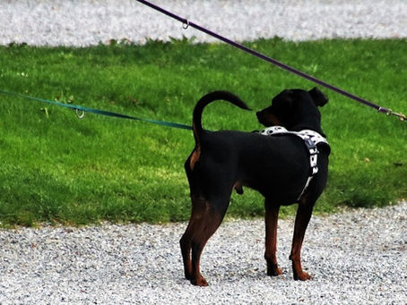 Introducing Your Dog to Other Dogs: How to Have a Positive Experience