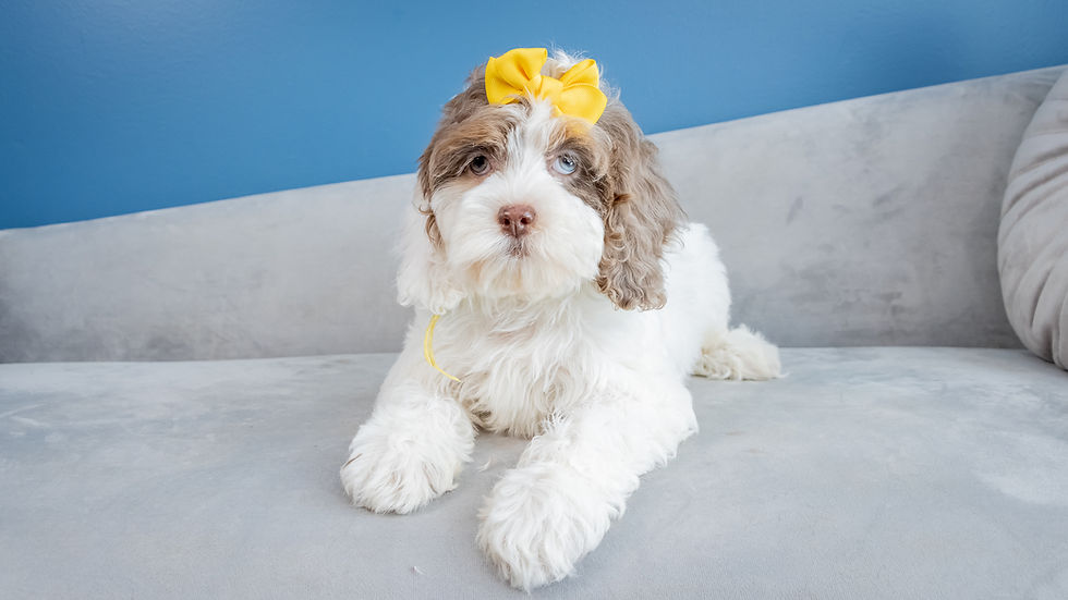 Deaz Doodle Ranch Cockapoo Puppy Female Chocolate Merle Female