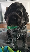 Former Deaz Doodle Ranch Customer Puppy Photo Grown Up at Home