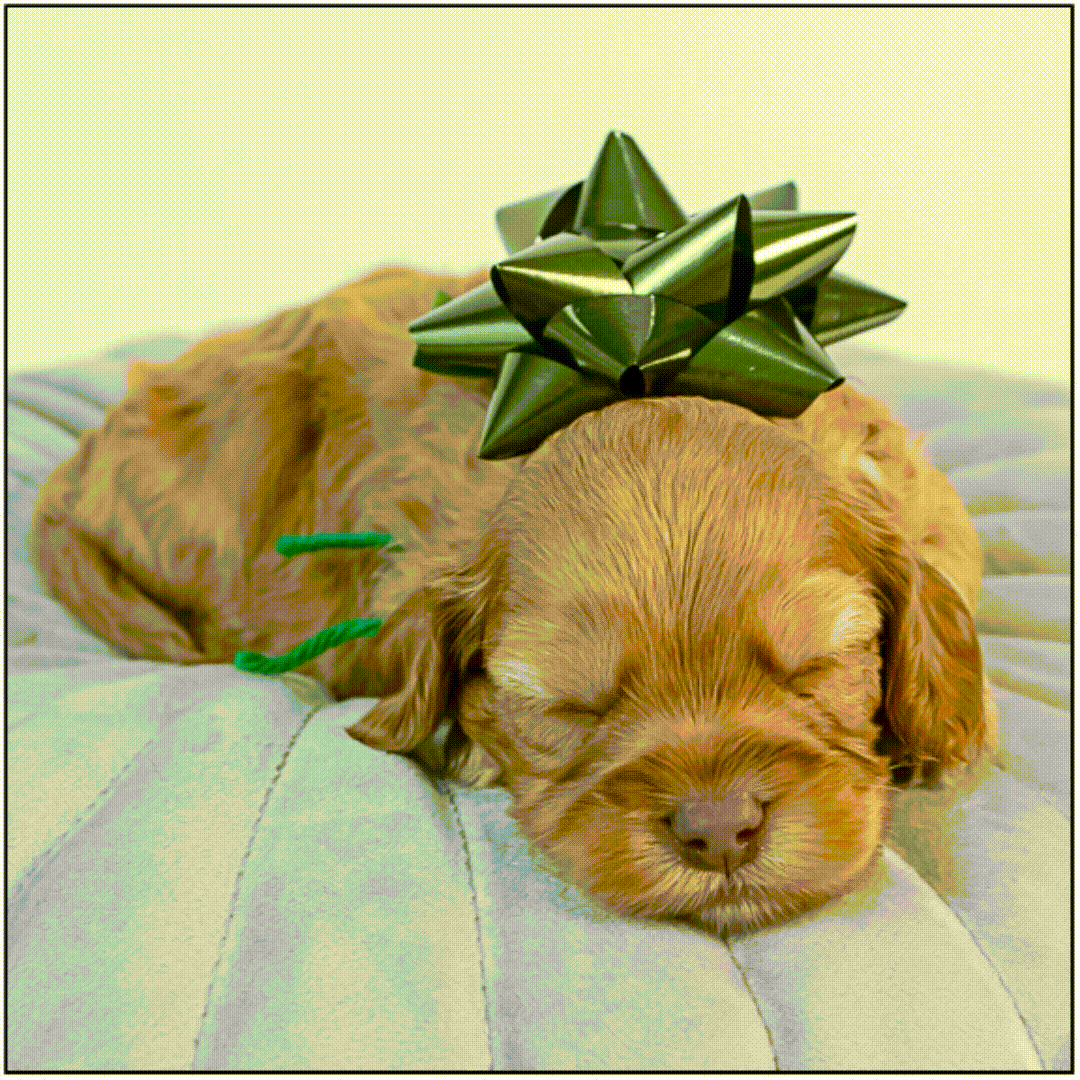 Xmas GIF 1.gif
