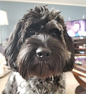 Former Deaz Doodle Ranch Customer Puppy Photo Grown Up at Home