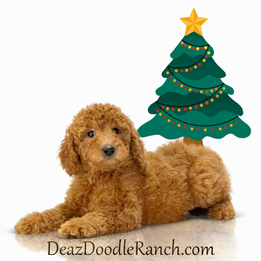 Xmas GIF 5.gif