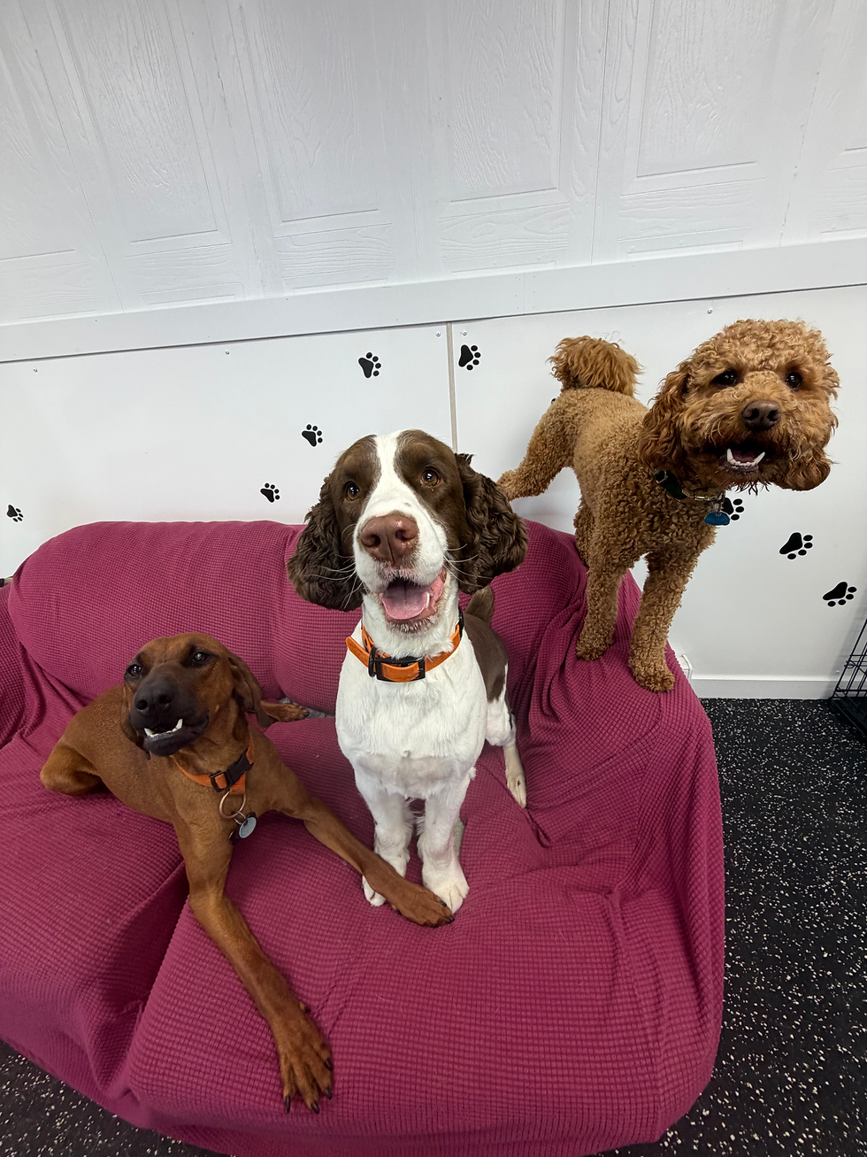 daycare dogs playing