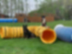 dogs standing on agility course