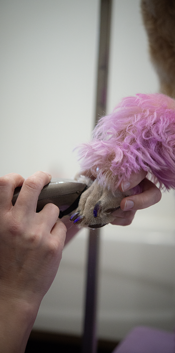 Dog getting combed by groomer fur trim pink fur