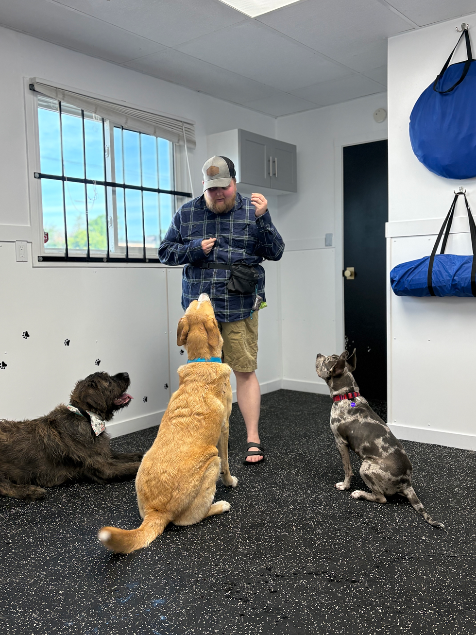 dog trainer giving treats to 3 dogs