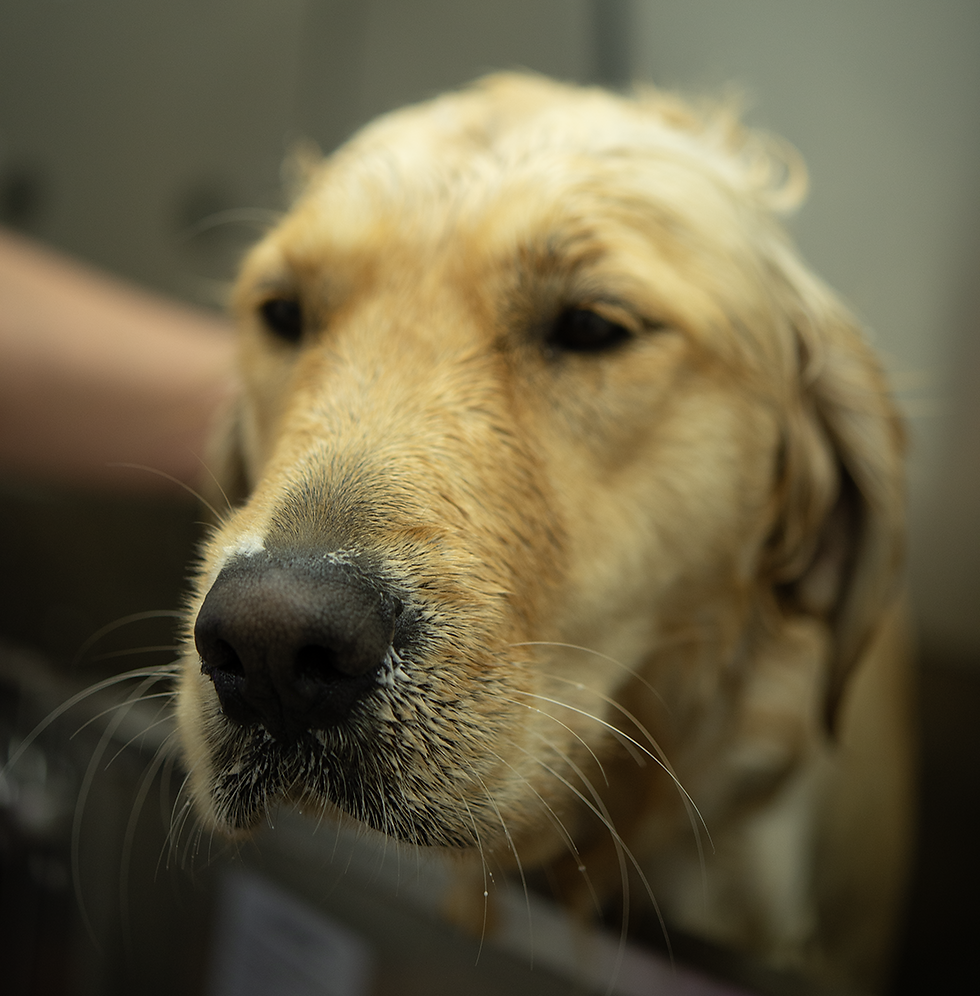 dog being bathed