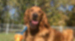 dog with toy
