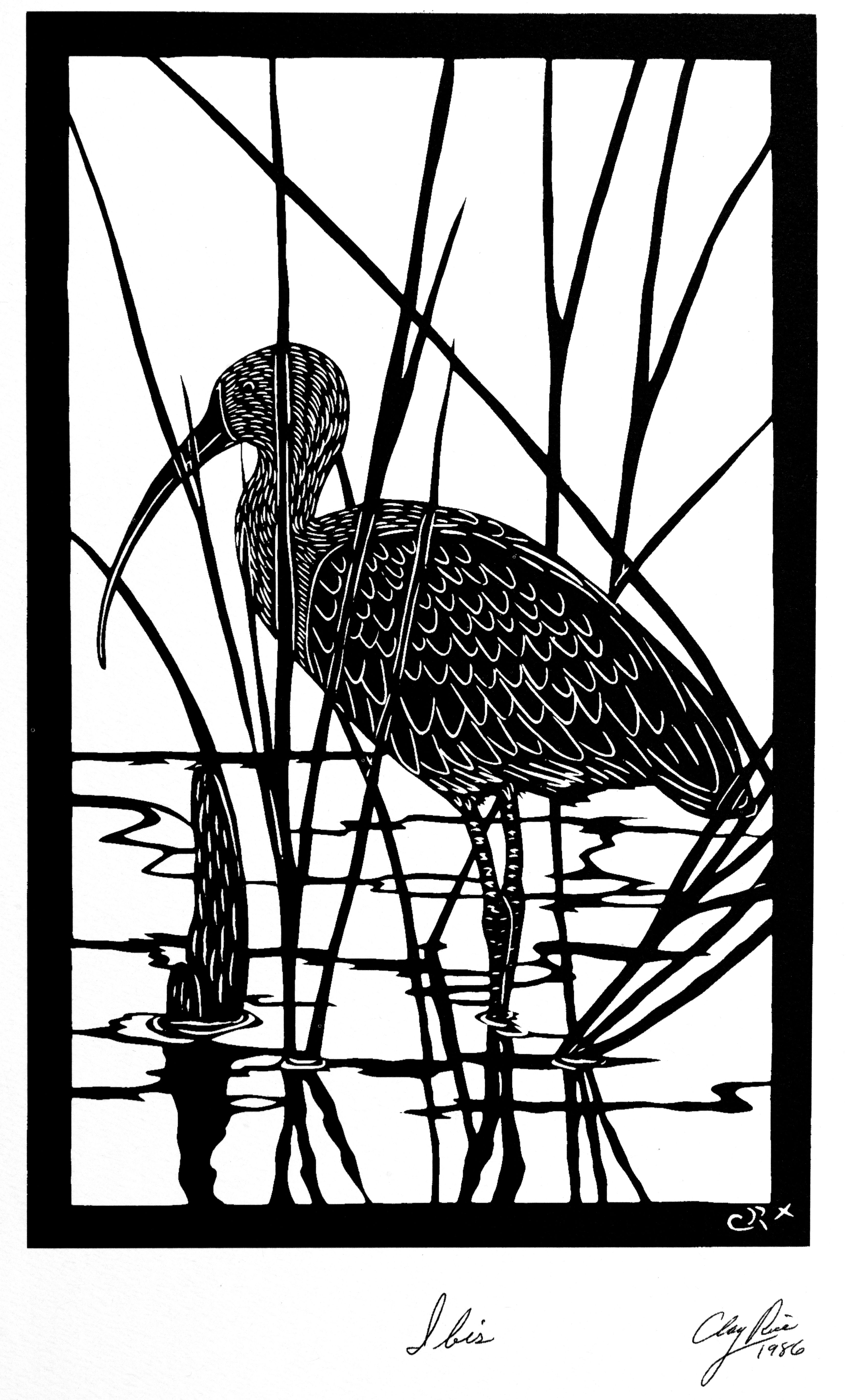 Ibis