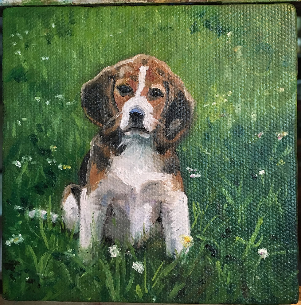 Beagle in Grass