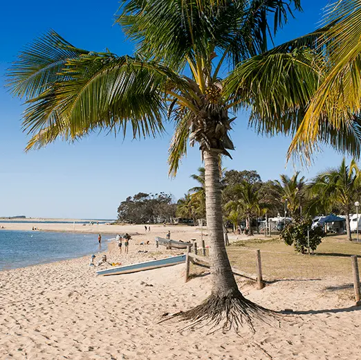 Cotton-Tree-4.webp