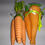 Thumbnail: 2 Three Piece Carrot Bundles