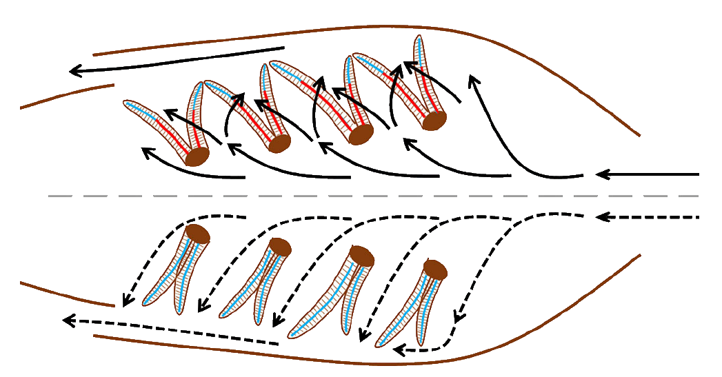 filament calcification gif.gif