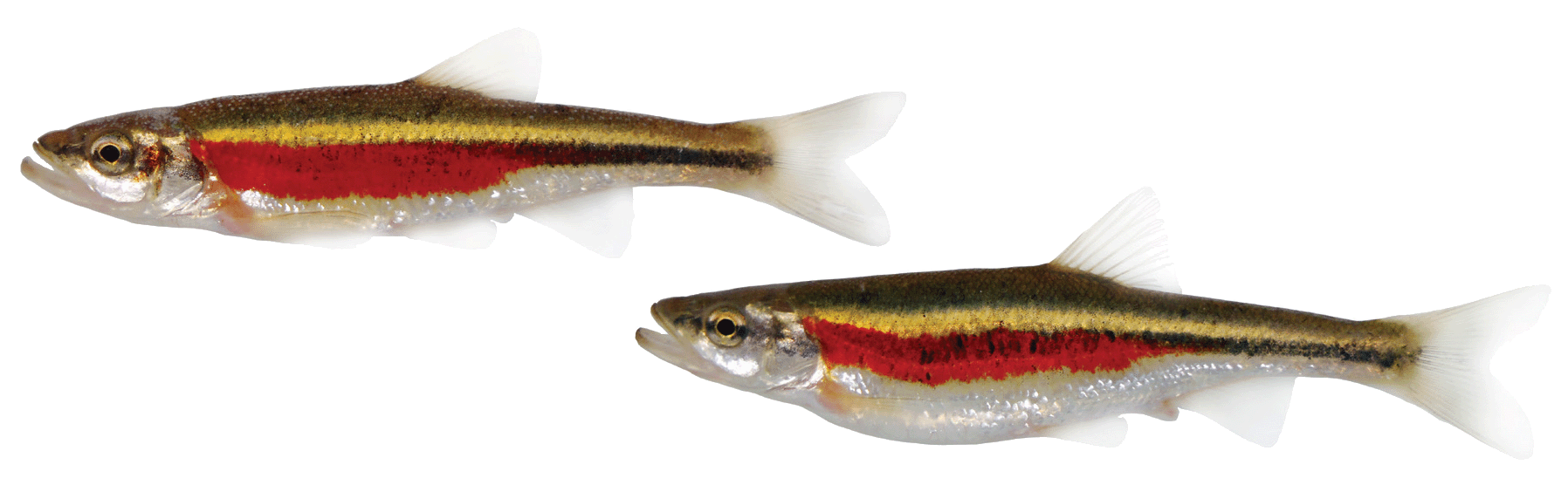 transparent dace.gif