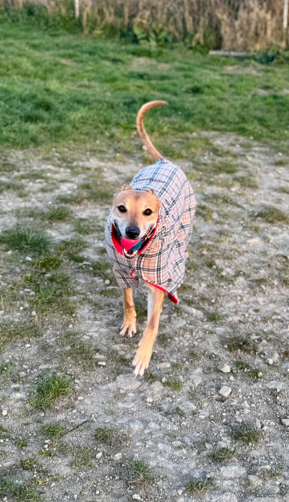Thumbnail: Bone Dry ® Beige Tartan Drying Coat