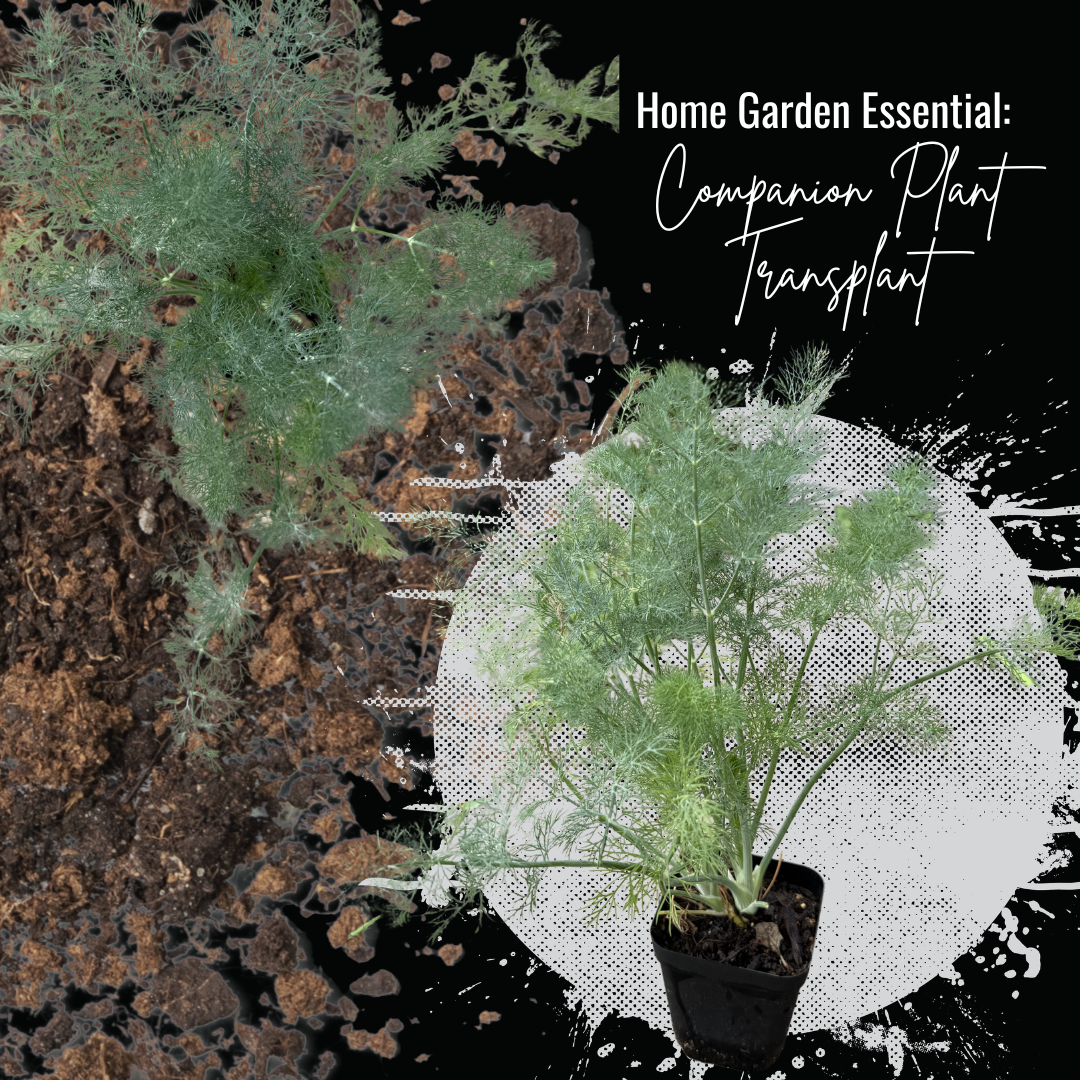 Companion Plant Transplant