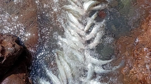 Aparecieron peces muertos en el Dique Cuesta del Viento y crece la preocupación en Iglesia