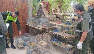 Allanamiento en Rodeo: Ambiente rescató una importante cantidad de aves silvestres