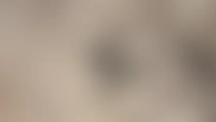 Descubren en San Luis la flor fósil más antigua de Argentina