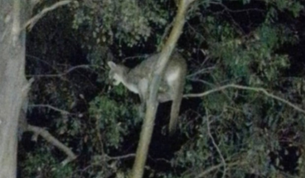 Alarma y repudio en Jáchal por un video que muestra perros atacando a un puma