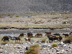 Calculan que casi 60 mil cabezas de ganado chileno ingresarán a Calingasta para la temporada de veranadas