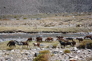 Calculan que casi 60 mil cabezas de ganado chileno ingresarán a Calingasta para la temporada de veranadas