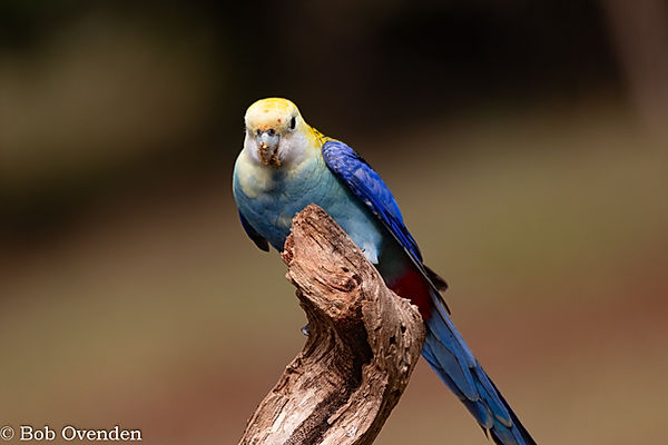 pale headed rosella 2.jpg