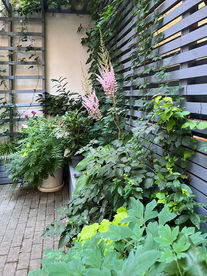 Studio de peisaj Ana Horhat