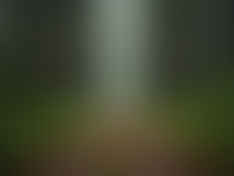 Eye-level view of a peaceful forest trail surrounded by tall trees