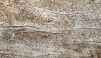 wood-texture-lot-termites-holes-closeup-61568281.jpg