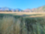 A field of rye, which I passed by last evening